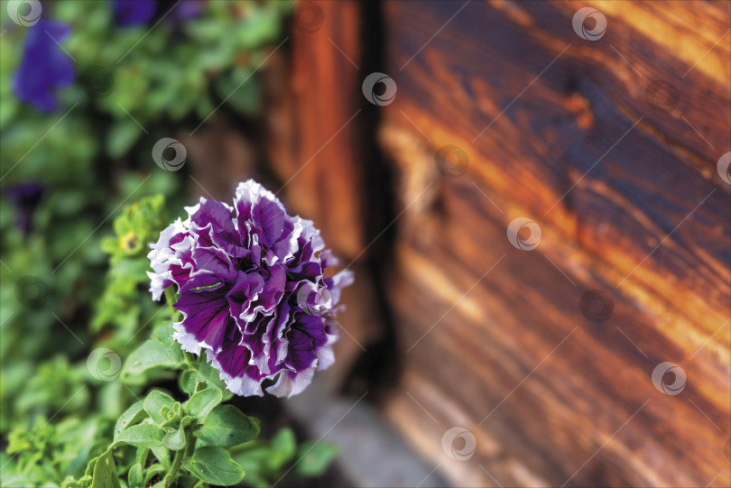 Скачать Цветы петунии в подвесной коробке на стене дома. фотосток Ozero