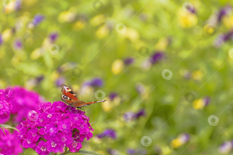 Скачать Бабочка садится на цветок гвоздики солнечным летним днем. фотосток Ozero