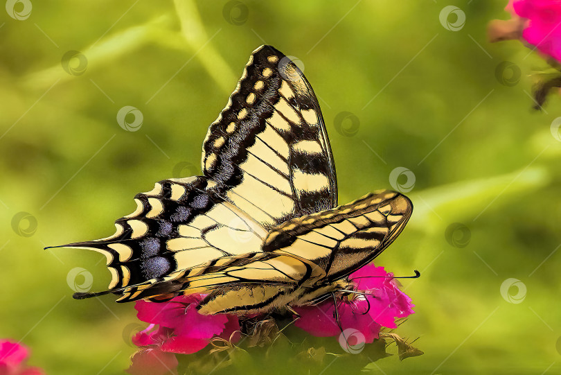 Скачать Бабочка садится на цветок гвоздики солнечным летним днем. фотосток Ozero
