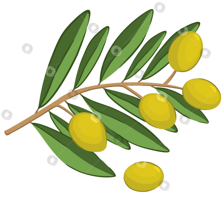 Скачать Векторная изолированная иллюстрация оливковой ветви. фотосток Ozero