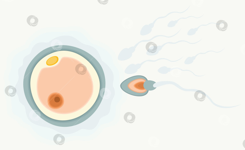 Скачать Сперматозоид бежит к яйцеклетке. Концепция человеческой фертильности. фотосток Ozero