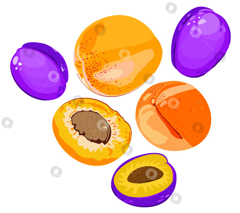 Скачать Векторная изолированная иллюстрация целых абрикосов, слив и половинок. фотосток Ozero