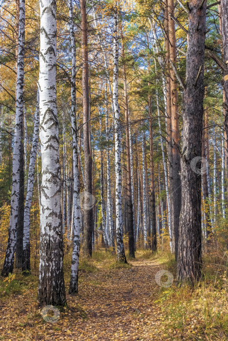 Скачать Яркие краски осени в смешанном лесу. фотосток Ozero