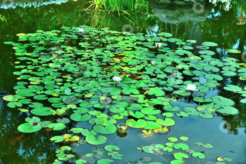 Скачать Nymphaea tetragona blooms in the pond. фотосток Ozero