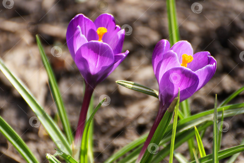 Скачать Весенние пурпурные крокусы. фотосток Ozero