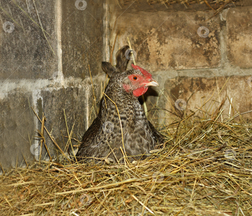 Скачать Цыпленок в гнезде. фотосток Ozero