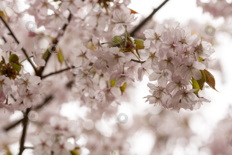 Скачать Ветви цветущей розовой сакуры фотосток Ozero
