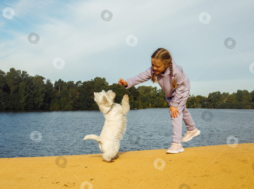 Скачать Семилетняя девочка с косичками играет с вест-хайленд-уайт-терьером на пляже у озера. фотосток Ozero