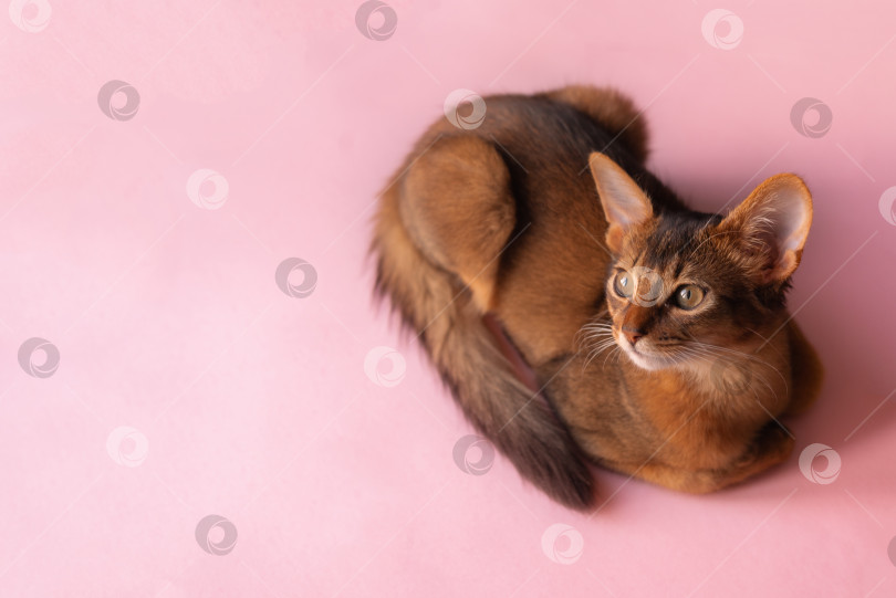 Скачать Милый котенок сомалийской породы на розовом фоне с пробелом для копирования фотосток Ozero