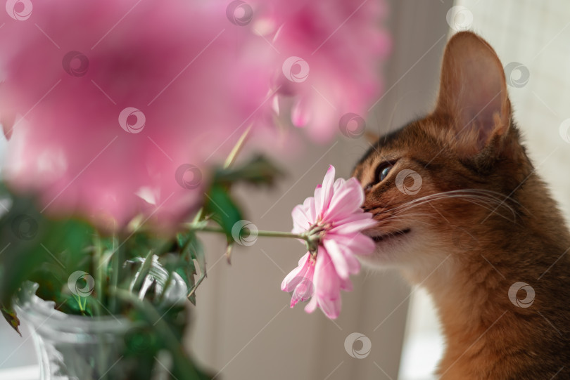 Скачать Маленький рыжий котенок сомалийской породы, нюхающий цветок. Весенний расцвет и весеннее настроение фотосток Ozero