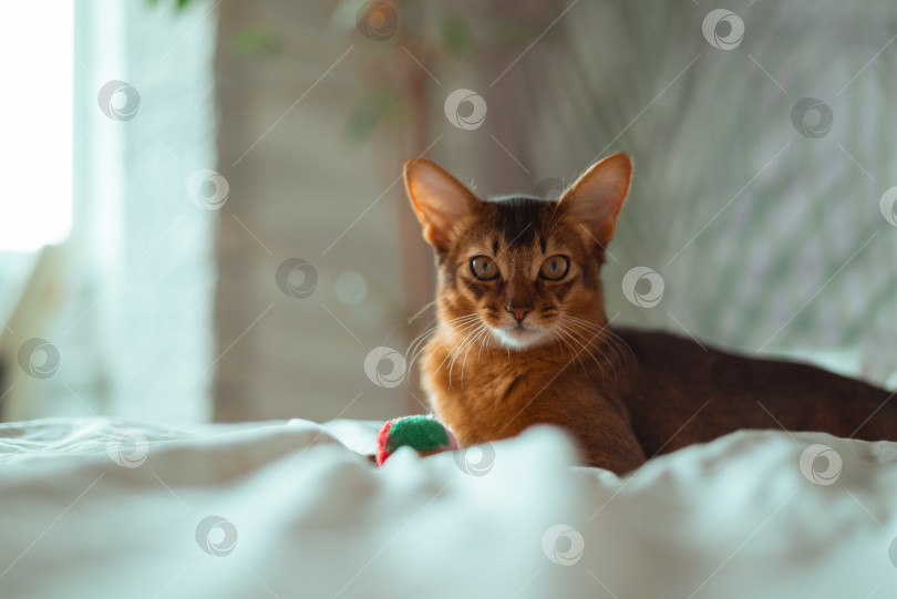 Скачать Красивый рыжий котенок сомалийской кошки, лежащий на кровати дома фотосток Ozero