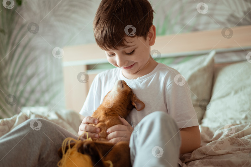 Скачать Маленький мальчик играет с рыжим котом, котенком породы сомли. Люди, дети, концепция детей с домашними животными. фотосток Ozero