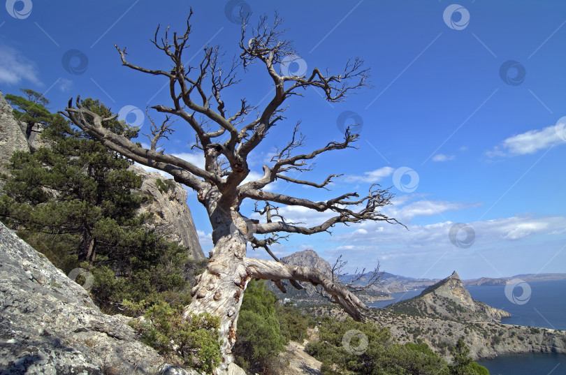 Скачать Засохшая сосна в Крымских горах. фотосток Ozero