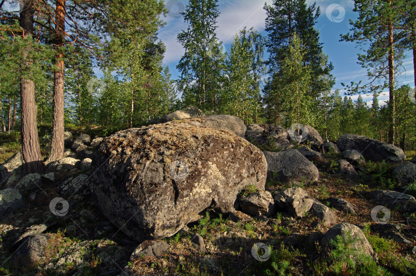 Скачать Камни в лесу фотосток Ozero