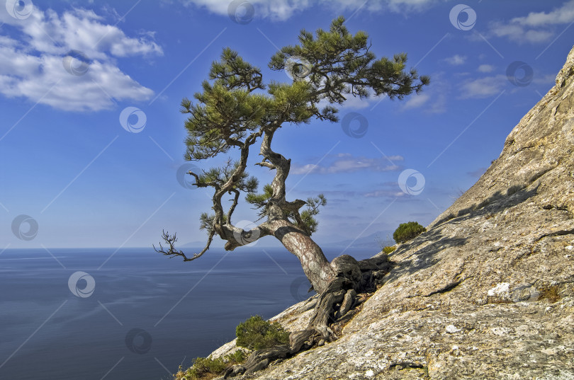 Скачать Сосна на утесе над морем фотосток Ozero