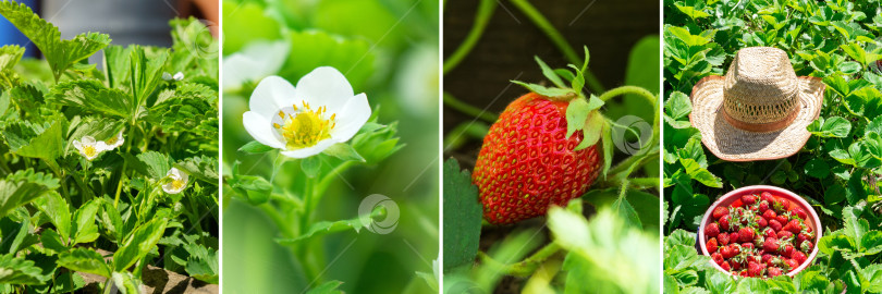 Скачать Коллаж из органической клубники в саду. Сельский бизнес фотосток Ozero