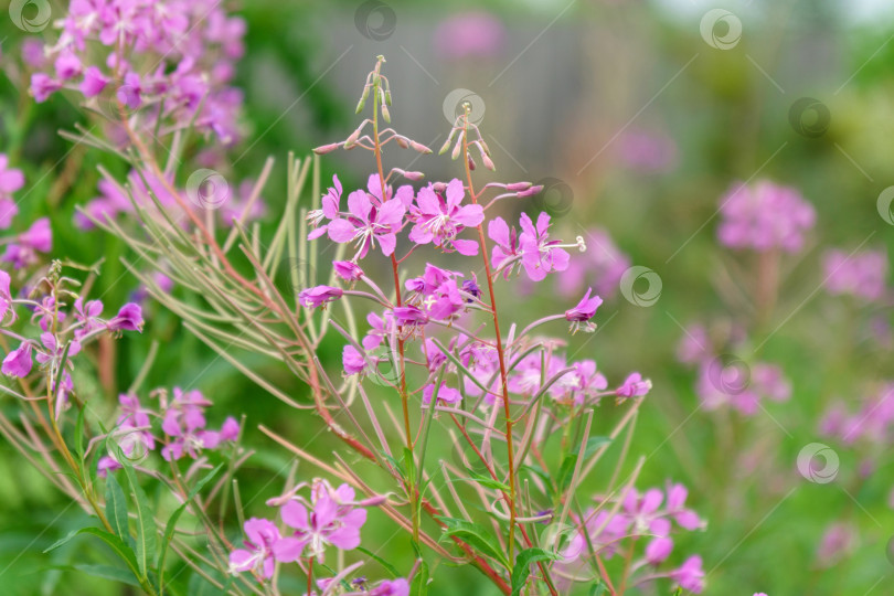 Скачать Пурпурные цветы Салли. На лугу растет лекарственное растение иван-чай. Избирательный фокус фотосток Ozero
