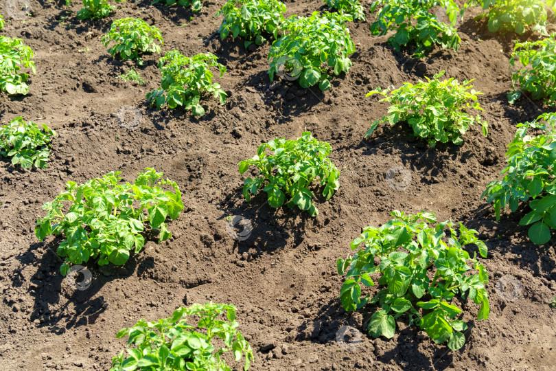 Скачать Картофельные кусты в поле, сельское хозяйство, выращивание овощей. фотосток Ozero