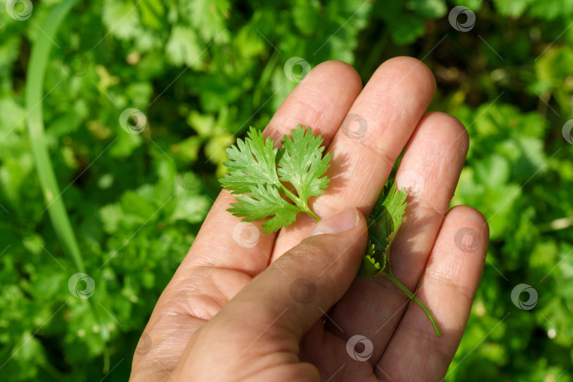 Скачать Выращивание зеленых листьев кориандра кинзы на огородном участке. Сбор урожая. Закрыть фотосток Ozero