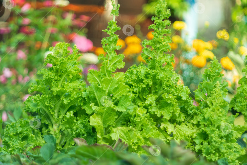 Скачать Свежие листья зеленого салата, урожайные и веганские. Здоровое питание. Производство органических продуктов питания. Сельское хозяйство фотосток Ozero