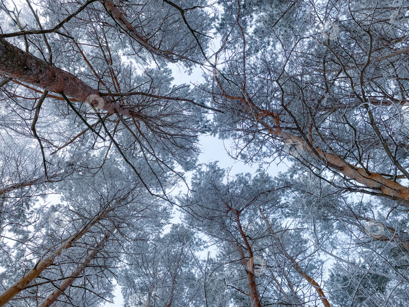 Скачать Деревья в снегу зимой в лесу. Смотрю вверх. зимняя фоновая фотография. фотосток Ozero