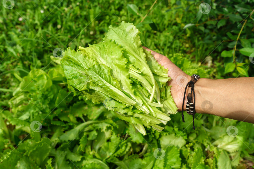 Скачать Органический домашний огород из салата-латука крупным планом, популярного и полезного листового зеленого растения. Сбор урожая. Избирательный фокус фотосток Ozero