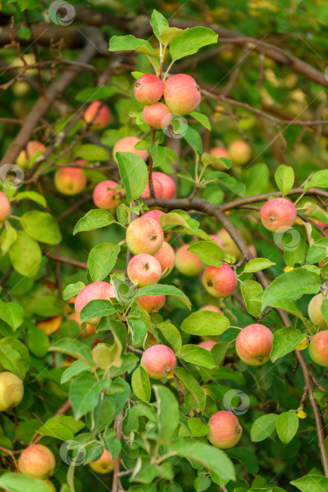 Скачать Спелые сочные яблоки висят на ветке в фруктовом саду. Крупный план. Сельское хозяйство, сбор урожая продуктов питания, садоводство. Вертикальная фотография фотосток Ozero