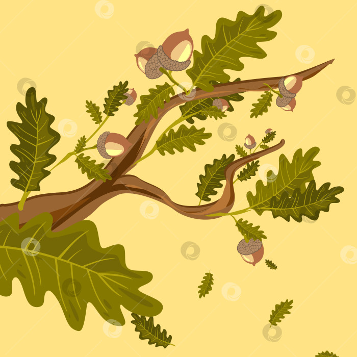 Скачать Набор клипартов дубовые ветви с зелеными листьями и желудями фотосток Ozero