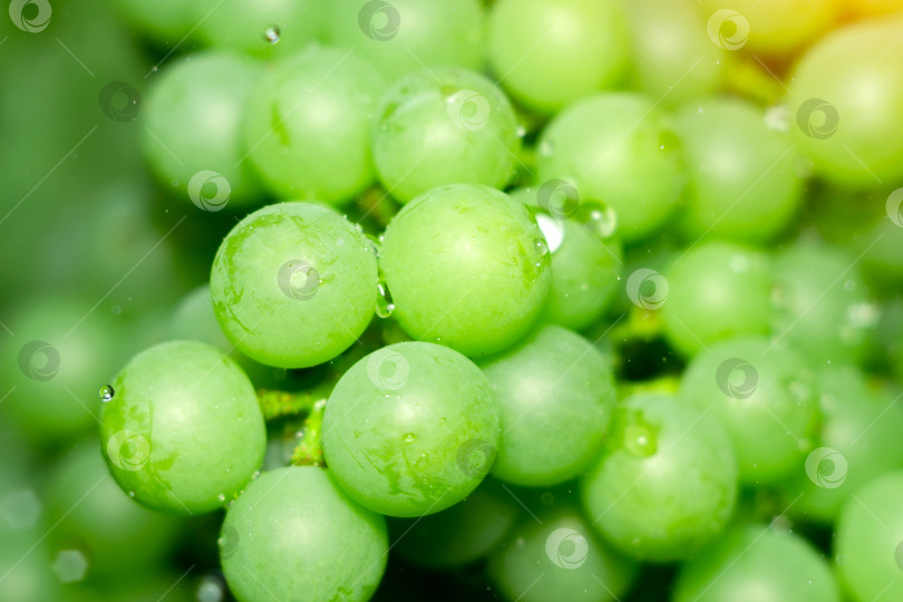 Скачать Виноград на зеленом фоне крупным планом. Натуральная основа здорового витаминного питания. Избирательный фокус фотосток Ozero