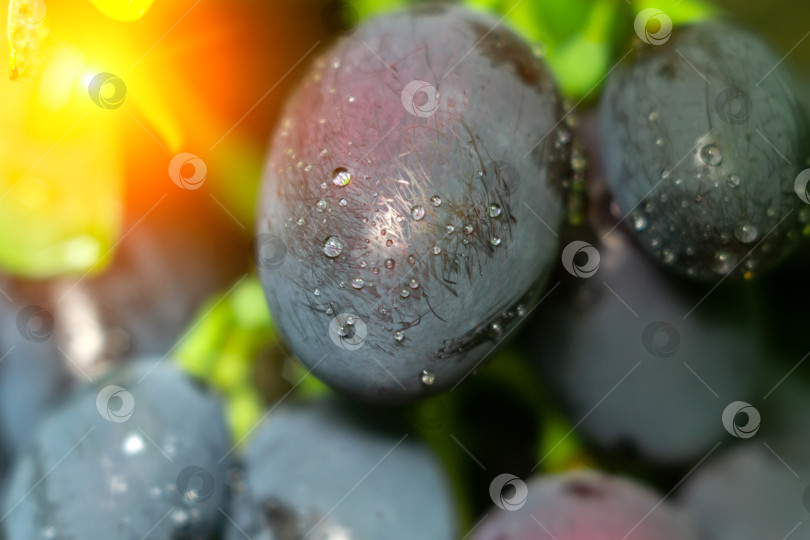 Скачать Макросъемка сочного винограда крупным планом с каплями воды. Фон, текстура, выборочный фокус фотосток Ozero