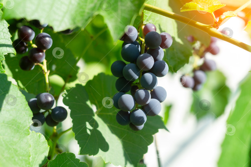 Скачать Виноград для красного вина на лозе в винограднике, крупным планом, свежесобранный черный виноград. Избирательный фокус фотосток Ozero