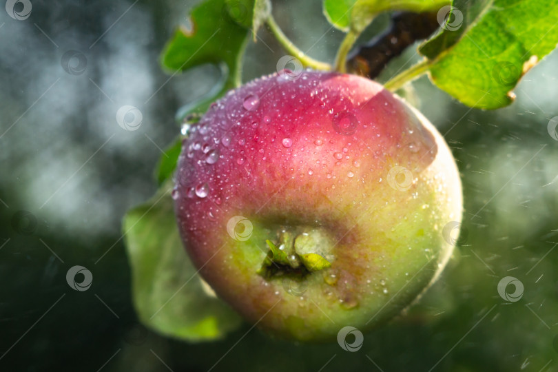 Скачать Яблоко с каплями воды на дереве, плодоношение. Осенний сбор урожая в фруктовом саду. Избирательный фокус фотосток Ozero