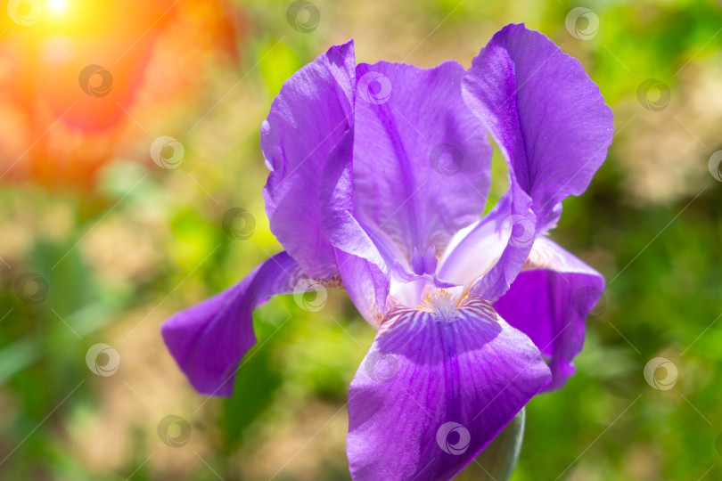 Скачать Фиолетовые цветущие цветы ириса крупным планом на фоне зеленого сада. Избирательный фокус. фотосток Ozero