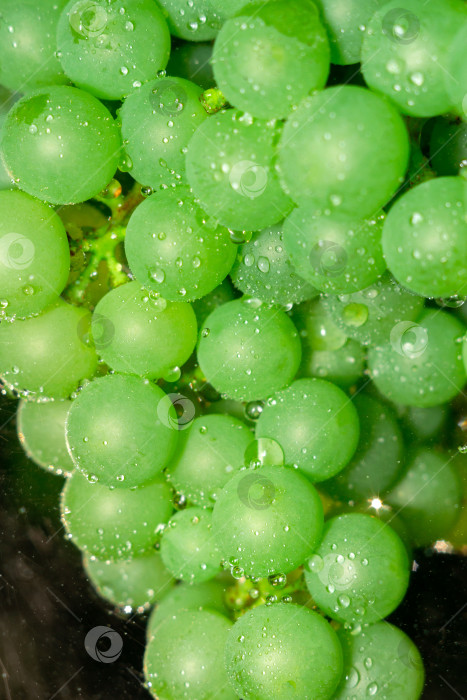 Скачать Виноградный фон крупным планом. Органический зеленый виноград, концептуальное вино, урожай и сок. Вертикальная фотография фотосток Ozero
