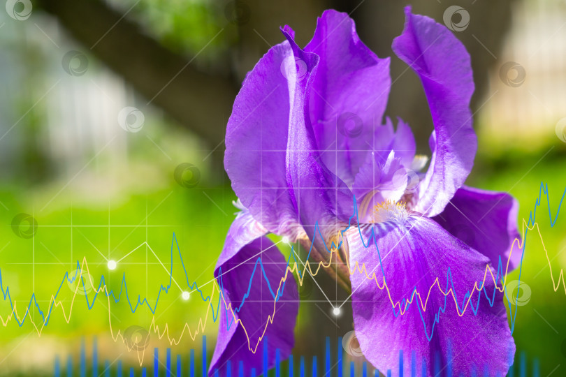 Скачать Фиолетовые цветущие цветы ириса крупным планом на фоне зеленого сада. График продаж, цветочный бизнес фотосток Ozero