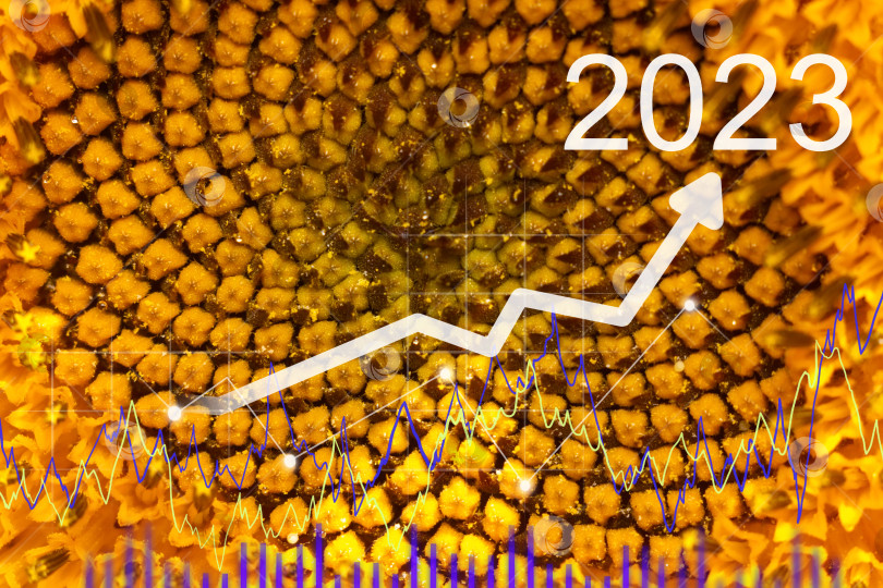 Скачать Диаграммы цветка подсолнуха и восходящего тренда. Рост цен на подсолнечное масло, продовольственный кризис 2023 года. Избирательный фокус фотосток Ozero