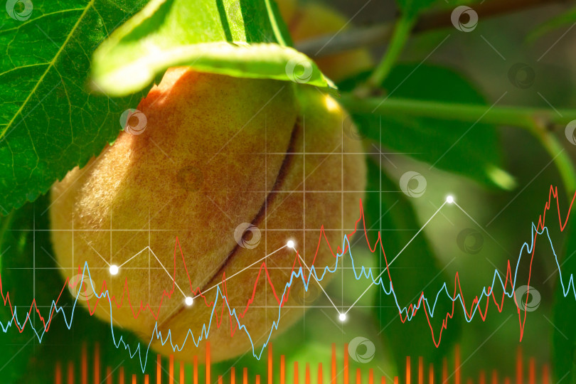 Скачать Выращивание персиков. График покупок, продаж, агробизнеса. Вкусные фрукты. фотосток Ozero