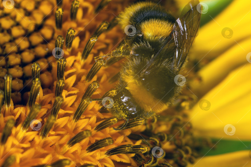 Скачать Макросъемка медоносной пчелы, собирающей пыльцу с желтого растения. Избирательный фокус фотосток Ozero