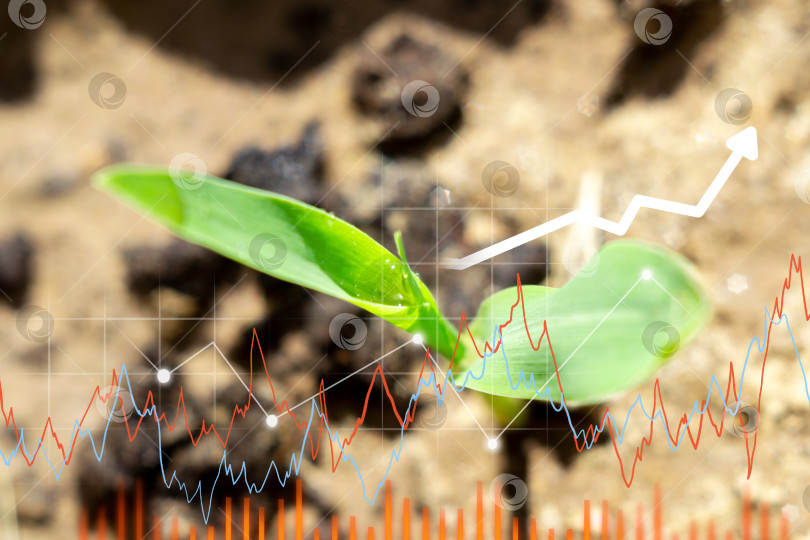 Скачать Сельскохозяйственная промышленность. Выращивание растений кукурузы, график, диаграмма, развитие и успех. Эко и окружающая среда. фотосток Ozero