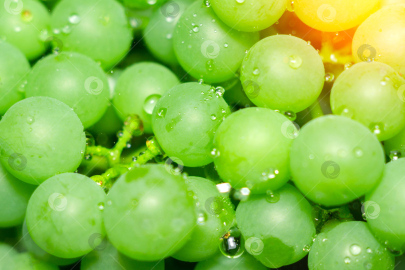 Скачать Виноград на зеленом фоне крупным планом. Натуральная основа здорового витаминного питания. фотосток Ozero