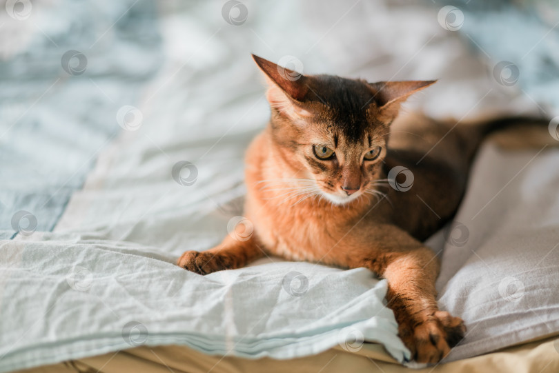 Скачать Красивая рыжая кошка сомалийской породы лежит на кровати в спальне дома фотосток Ozero