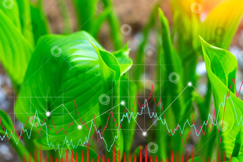 Скачать График роста растения хоста. Финансы и бизнес, управление деньгами. Растущие растения, зеленый фон фотосток Ozero