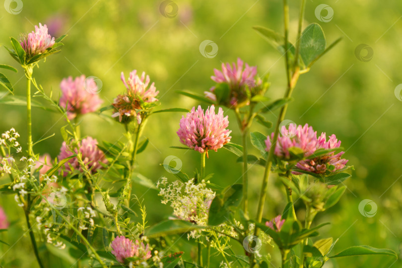 Скачать Цветки фиолетового клевера Trifolium repens.Растение съедобное, лекарственное. Выращивается как кормовое растение фотосток Ozero