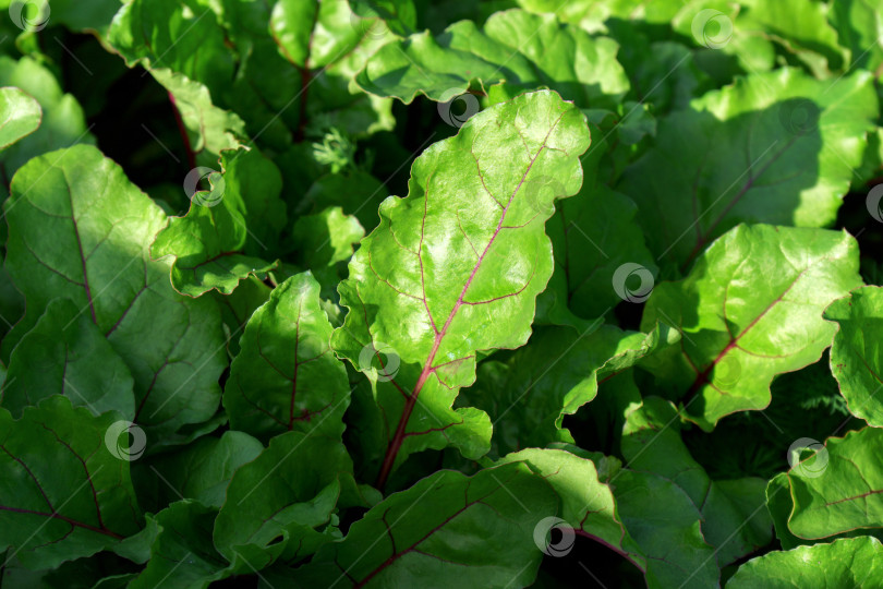 Скачать Выращивание молодой свеклы из листьев салата-мангольда. Концепция сельской жизни и домашние овощи. фотосток Ozero