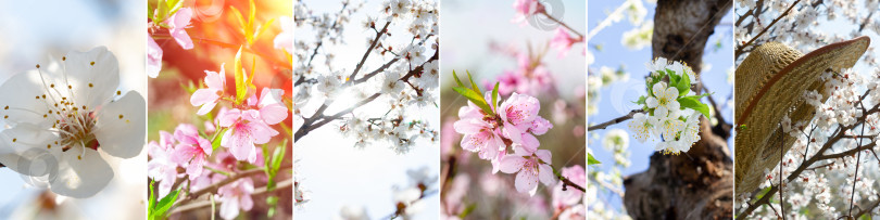 Скачать Коллаж из панорамных фотографий различных весенних цветов и цветущего дерева, весенней и летней погоды. Баннер фотосток Ozero