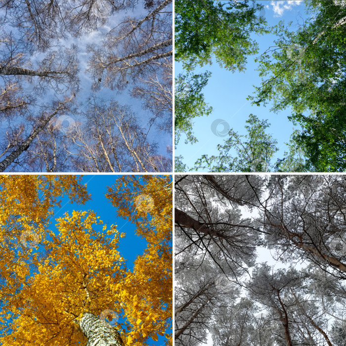 Скачать Коллаж "Лес четырех сезонов", весна, лето, осень-зима, ветви деревьев разных цветов. Квадратная фотография фотосток Ozero