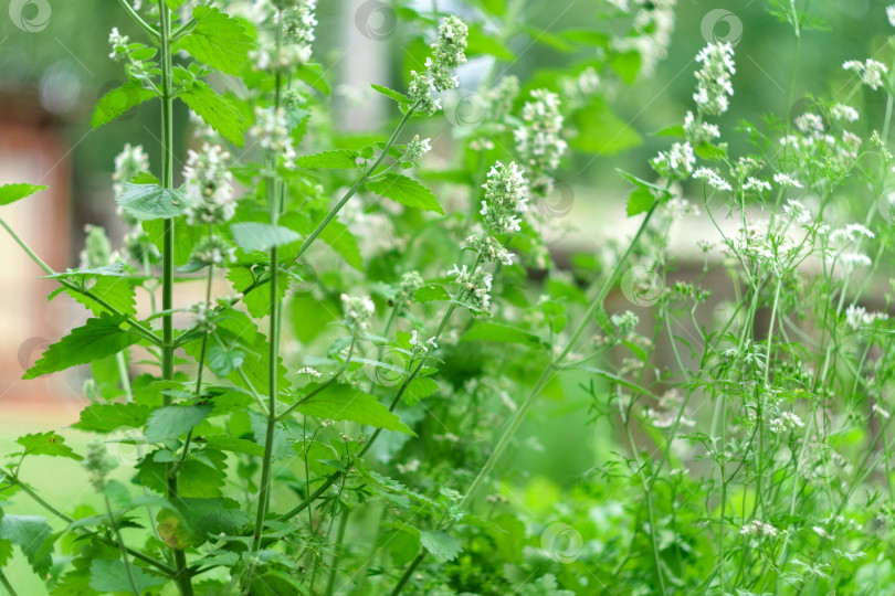 Скачать Полевая белая цветочная мята Mentha Canadensis расцветает свежей зеленью. Избирательный фокус фотосток Ozero