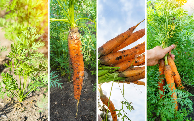 Скачать Коллаж из овощей морковь. Концепция здорового питания. Озеленение, сквер фотосток Ozero