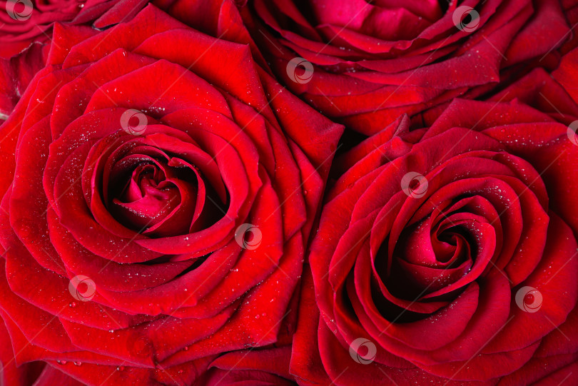 Скачать Фон из натуральных красных роз. Колорит праздника. Подарок женщине фотосток Ozero