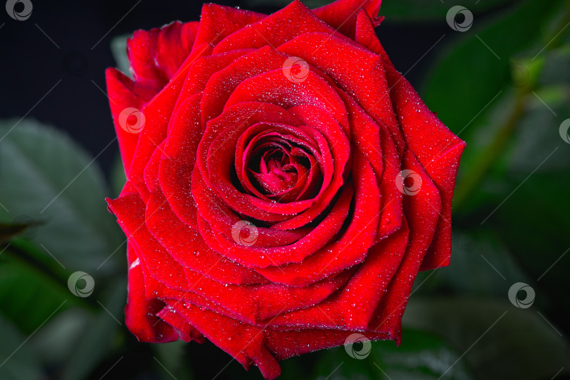 Скачать Классическая красная роза в полном цвету крупным планом фотосток Ozero
